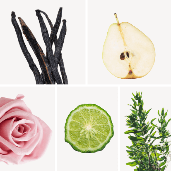 Duftnoten: Vanille, Birne, Rose, Bergamotte, Ciste Labdanum